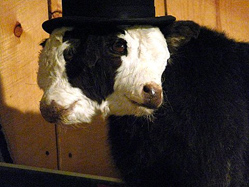 Two headed calf at King's Saddlery Museum