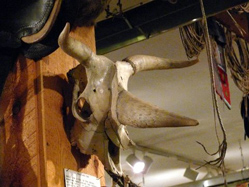 Three horned cow - "unicorn" at King's Museum