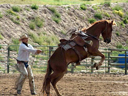 Bill Seaton working with Paige's colt