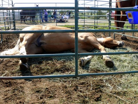 Mary Brannaman's horse, Scotch taking a nap