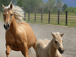 Horses at Sharon & Pete Melniker's in Bozeman, MT
