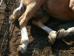Mary Brannaman's horse, Scotch resting his legs