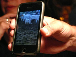 iPhone and cows